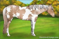Horse Color:White Spotted Liver Chestnut Pearl 