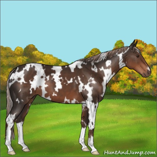 Horse Color:White Spotted Liver Chestnut 