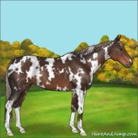 Horse Color:White Spotted Liver Chestnut 