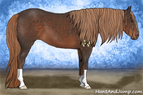 Horse Color:Liver Chestnut 
