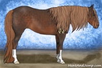 Horse Color:Liver Chestnut 