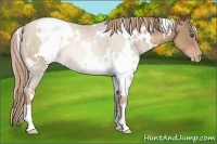 Horse Color:White Spotted Liver Chestnut Pearl
