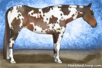 Horse Color:White Spotted Liver Chestnut