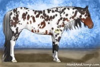 Horse Color:White Spotted Brown Appaloosa