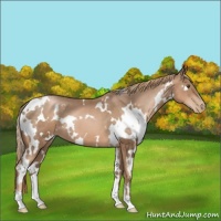 Horse Color:White Spotted Liver Chestnut Pearl 