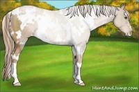 Horse Color:White Spotted Liver Chestnut Pearl 