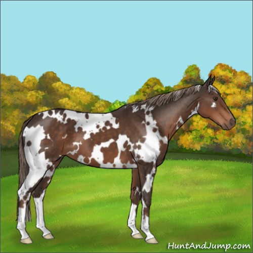 Horse Color:White Spotted Liver Chestnut 