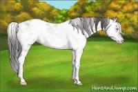 Horse Color:Sable Champagne Dun Sabino Rabicano