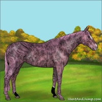 Horse Color:ERROR: UNKNOWN ANOMALY