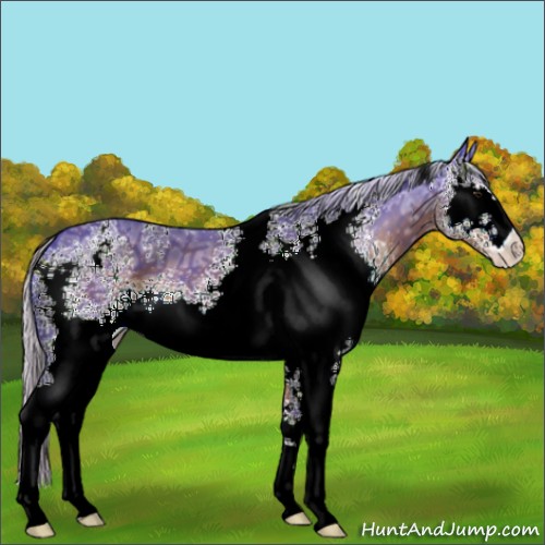 Horse Color:Watercolor White Spotted Silver Brown Ice Sabino 