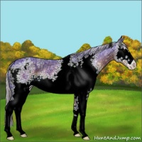 Horse Color:Watercolor White Spotted Silver Brown Ice Sabino 