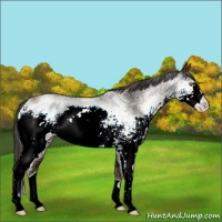 Horse Color:White Spotted Sable Champagne Ice 