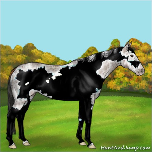 Horse Color:Plaid  White Spotted Liver Red Dun Ice Frame Rabicano 