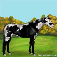 Horse Color:Plaid White Spotted Liver Red Dun Ice Frame Rabicano