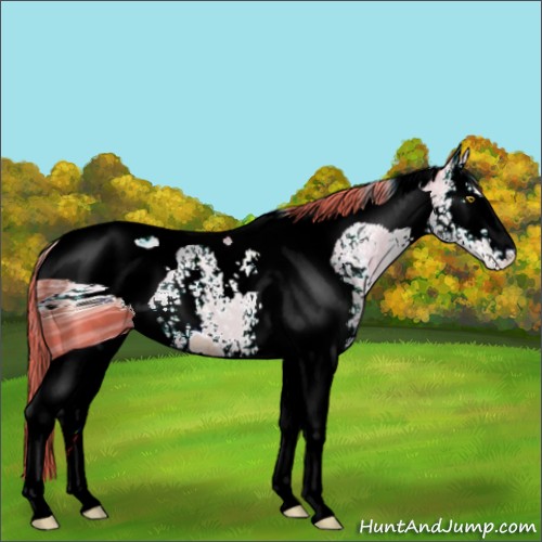 Horse Color:ERROR: UNKNOWN ANOMALY