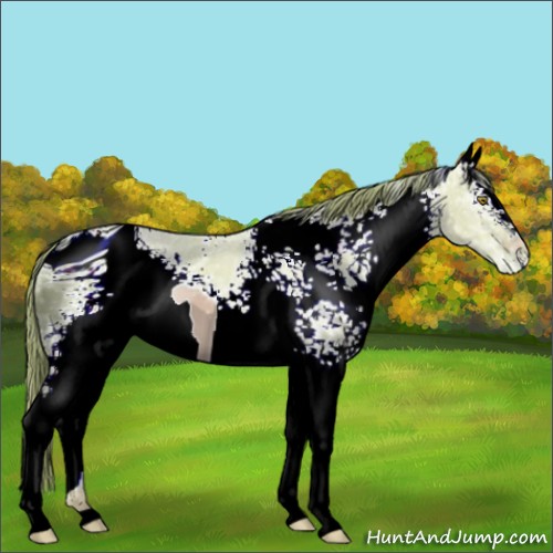 Horse Color:ERROR: UNKNOWN ANOMALY