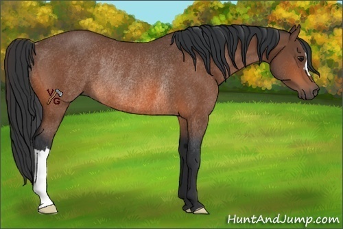 Horse Color:Bay Rabicano 