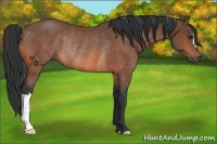 Horse Color:Bay Rabicano