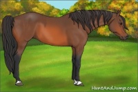 Horse Color:Bay  and Bay 