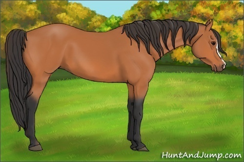 Horse Color:Bay 