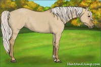 Horse Color:Silver Smoky Grullo 