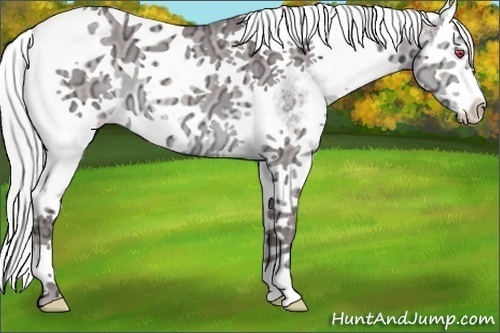 Horse Color:White Spotted Chocolate Silver Grullo Chinchilla Ice Splash Tobiano 