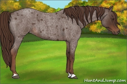 Horse Color:Liver Red Roan 