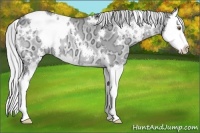 Horse Color:White Spotted Silver Grullo Chinchilla Ice Onyx Splash