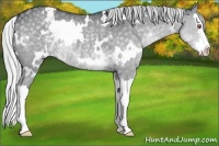 Horse Color:White Spotted Silver Black Chinchilla Splash
