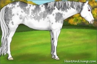 Horse Color:White Spotted Silver Black Chinchilla Splash Rabicano 