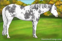 Horse Color:White Spotted Silver Smoky Black Chinchilla Splash 