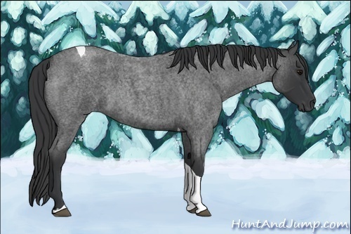 Horse Color:Blue Roan Tobiano