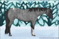 Horse Color:Blue Roan Tobiano