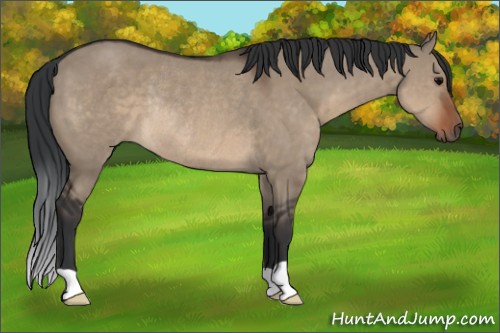 Horse Color:Brown Dun Rabicano