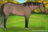 Horse Color:Brown Dun Rabicano 