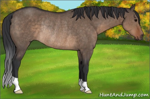 Horse Color:Brown Dun Rabicano