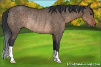 Horse Color:Brown Dun Rabicano 