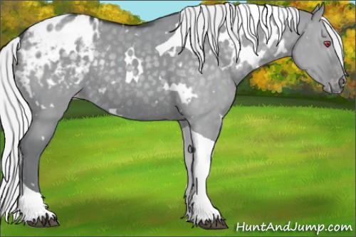 Horse Color:White Spotted Silver Grullo Chinchilla Tobiano Appaloosa Rabicano 