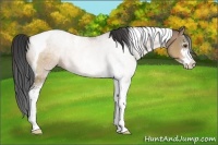 Horse Color:Brown Dun Sabino Tobiano