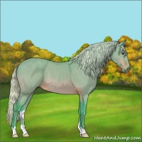 Horse Color:Watercolor Silver Brown 
