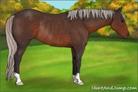 Horse Color:Silver Brown Rabicano 