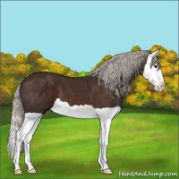 Horse Color:Silver Brown Splash 