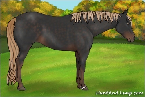 Horse Color:Liver Chestnut 