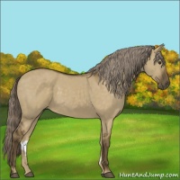 Horse Color:Chocolate Palomino Dun Sabino 