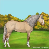 Horse Color:Silver Buckskin Dun Sabino 