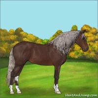 Horse Color:Silver Brown 