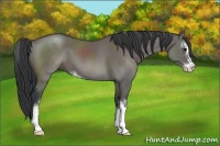 Horse Color:Grullo Sabino 