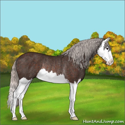 Horse Color:Silver Brown Splash Rabicano 