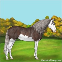 Horse Color:Silver Brown Splash Rabicano 