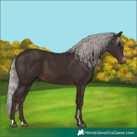 Horse Color:Silver Brown Sabino 